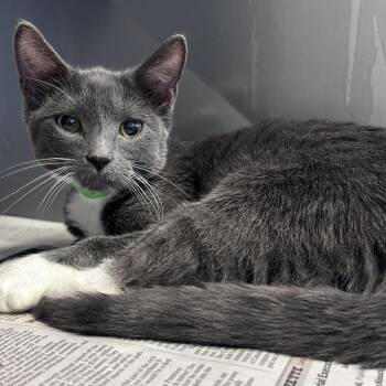 Salt -  Domestic Short Hair Cat for Adoption in Fort Wayne, Indiana - Salt | PetCurious