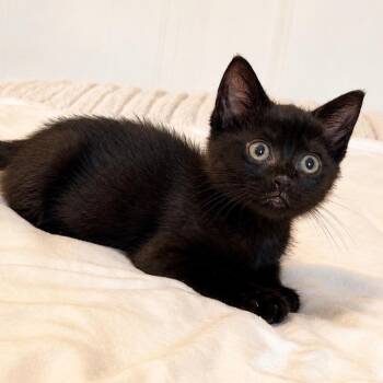 Parallelogram -  Domestic Short Hair Cat for Adoption in Fredericksburg, Virginia - Parallelogram | PetCurious