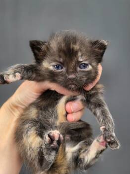 Pisces -  Domestic Medium Hair Cat for Adoption in Carthage, Missouri - Pisces | PetCurious