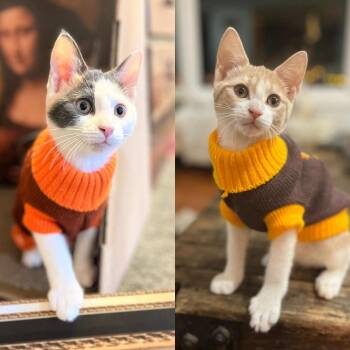 Rescue Domestic Short Hair Cats for Adoption - Cauli And Corn - Cuddly Sisters | PetCurious