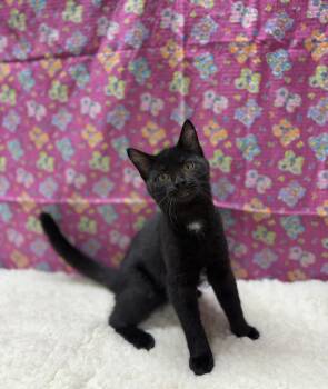 Betta -  Domestic Short Hair Cat for Adoption in Upper Sandusky, Ohio - Betta | PetCurious
