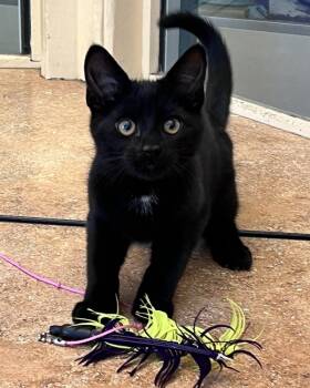 Phuket -  Domestic Short Hair Cat for Adoption in Novato, California - Phuket | PetCurious