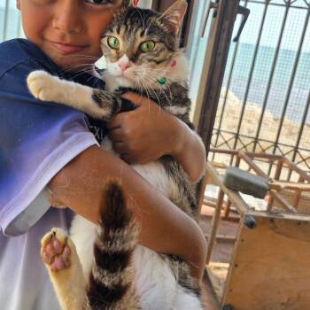 Domestic Short Hair Cats Available for Adoption - Sandra | PetCurious