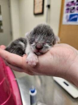 Daphne -  Domestic Short Hair Cat for Adoption in Disputanta, Virginia - Daphne | PetCurious