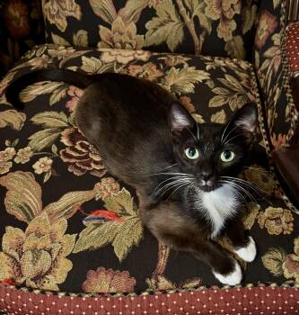Chocolate Momma Bear -  Domestic Short Hair Cat for Adoption in Kimberlin Heights, Tennessee - Chocolate Momma Bear | PetCurious