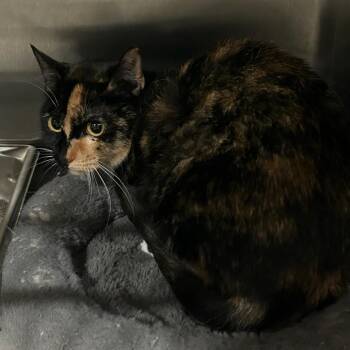 ACON-Stray-13660 -  Domestic Short Hair Cat for Adoption in Carlyle, Illinois - ACON-Stray-13660 | PetCurious