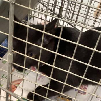 Ebony -  Domestic Short Hair Cat for Adoption in Montgomery, Alabama - Ebony | PetCurious