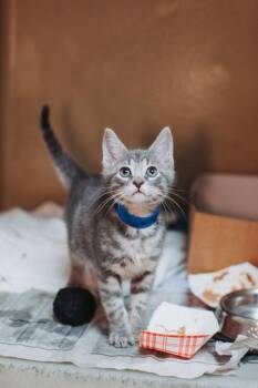 Domestic Short Hair Cats Available for Adoption in North Charleston, South Carolina - 91249a Valentino | PetCurious