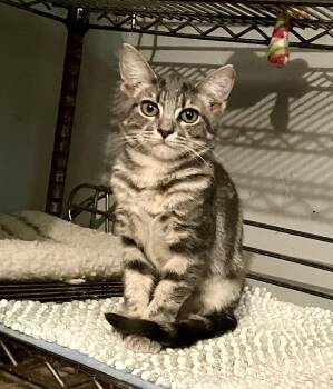Dulce -  American Shorthair and Tabby Cat for Adoption in Mission Viejo, California - Dulce | PetCurious