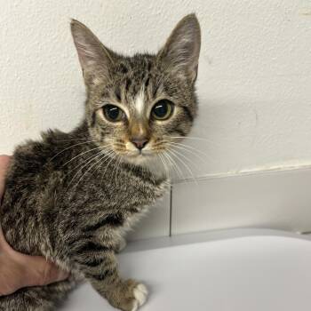 Noum -  Domestic Short Hair Cat for Adoption in St. Louis, Missouri - Noum | PetCurious
