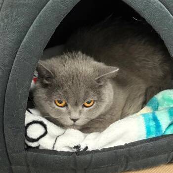 Abbie -  Scottish Fold Cat for Adoption in New York, New York - Abbie | PetCurious
