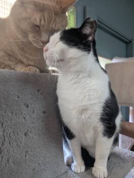 Momo -  Domestic Short Hair Cat for Adoption in Montreal, Quebec - Momo | PetCurious
