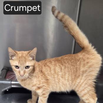 Crumpet -  Domestic Short Hair Cat for Adoption in Snow Hill, North Carolina - Crumpet | PetCurious