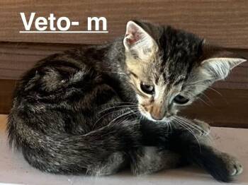 Veto 26 -  Tabby and Domestic Short Hair Cat for Adoption in Brookhaven, Mississippi - Veto 26 | PetCurious