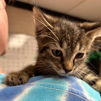Bentley -  Domestic Short Hair Cat for Adoption in Newport, North Carolina - Bentley | PetCurious