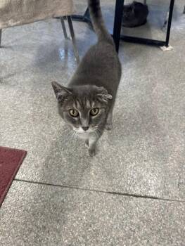 Rescue Domestic Short Hair Cats for Adoption in Warren, Ohio - Jake | PetCurious