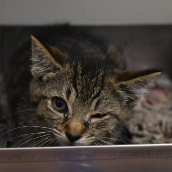 71502 -  Domestic Short Hair Cat for Adoption in Harrisonburg, Virginia - 71502 | PetCurious