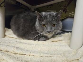Domestic Short Hair Cats Available for Adoption in Schenectady, New York - Wonder Kitty | PetCurious