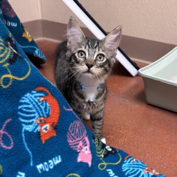 Domestic Short Hair Cats Available for Adoption in Goleta, California - Tater Bell Blue | PetCurious
