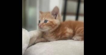 Cheerio -  Domestic Short Hair Cat for Adoption in Richmond, Virginia - Cheerio | PetCurious