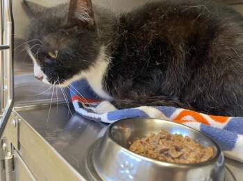 JAMESON -  Domestic Long Hair Cat for Adoption in Auburn, California - JAMESON | PetCurious