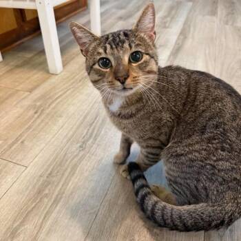 Oscar -  Domestic Short Hair Cat for Adoption in Wilmington, North Carolina - Oscar | PetCurious