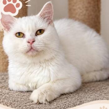 Loli B -  Turkish Angora Cat for Adoption in Brampton, Ontario - Loli B | PetCurious