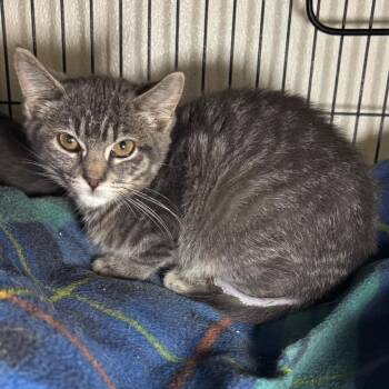 Rupert -  Domestic Short Hair Cat for Adoption in Saginaw, Michigan - Rupert | PetCurious