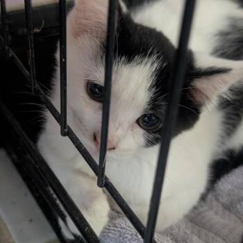 Cayenne -  Domestic Short Hair Cat for Adoption in West Plains, Missouri - Cayenne | PetCurious