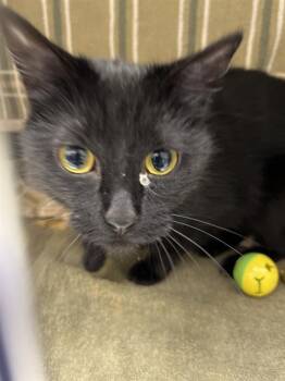 GYPSY -  Domestic Short Hair Cat for Adoption in Omaha, Nebraska - GYPSY | PetCurious