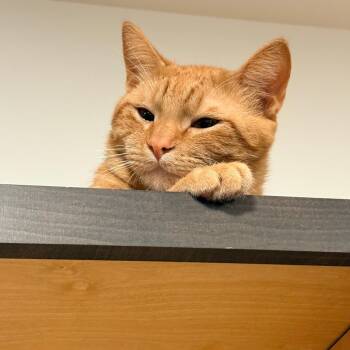 Pinto -  Domestic Short Hair Cat for Adoption in Tulsa, Oklahoma - Pinto | PetCurious