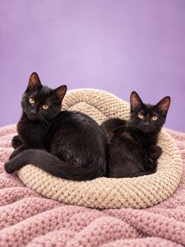 Frick and Frack -  Domestic Short Hair Cat for Adoption in Shorewood, Illinois - Frick And Frack | PetCurious
