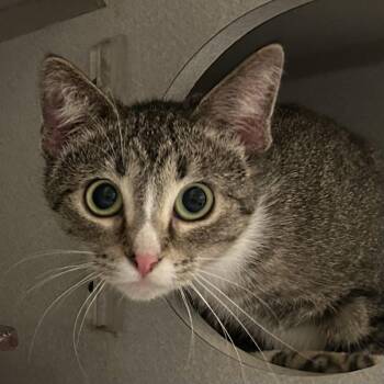 Natasha -  Domestic Short Hair Cat for Adoption in Mason City, Iowa - Natasha | PetCurious