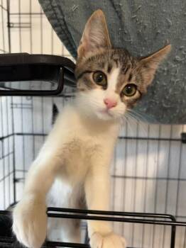 Gemma -  Domestic Short Hair Cat for Adoption in Thompson Falls, Montana - Gemma | PetCurious