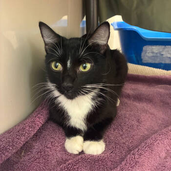 Rescue Domestic Short Hair Cats for Adoption in St. Helena, California - Dorothy | PetCurious