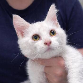 Domestic Medium Hair Cats Available for Adoption in Quincy, Ohio - Lenny | PetCurious