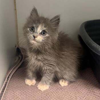 Corbi -  Domestic Short Hair Cat for Adoption in Hawthorne, California - Corbi | PetCurious