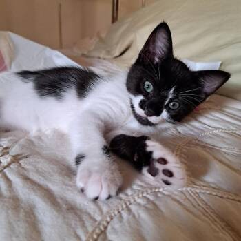 Yee Haw 11 -  Domestic Short Hair Cat for Adoption in Austin, Texas - Yee Haw 11 | PetCurious