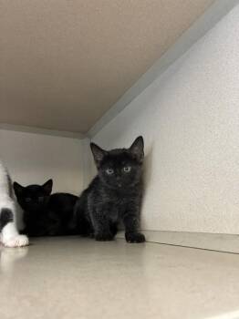 MISTY -  Domestic Short Hair Cat for Adoption in Cookeville, Tennessee - MISTY | PetCurious