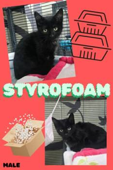 Styrafoam -  Domestic Short Hair Cat for Adoption in Blountville, Tennessee - Styrafoam | PetCurious