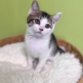 Thresher -  Domestic Short Hair Cat for Adoption in Brownsboro, Alabama - Thresher | PetCurious