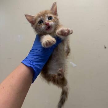 Arwen -  Domestic Short Hair Cat for Adoption in Philadelphia, Pennsylvania - Arwen | PetCurious