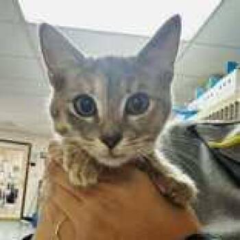 Rescue Domestic Short Hair Cats for Adoption in Portsmouth, Ohio - Abby | PetCurious