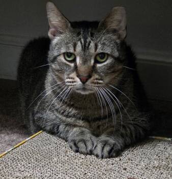 Domestic Short Hair Cats Available for Adoption - Murphy | PetCurious