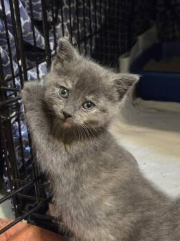 Nebula (Available est 7/10/26) -  Domestic Short Hair and Dilute Tortoiseshell Cat for Adoption in Williamsburg, Iowa - Nebula (Available Est 7/10/26) | PetCurious
