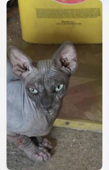 Mika XP -  Sphynx Hairless Cat Cat for Adoption in Nutley, New Jersey - Mika XP | PetCurious