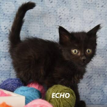 Echo -  Domestic Short Hair Cat for Adoption in Yuma, Arizona - Echo | PetCurious