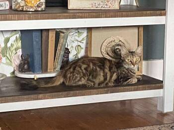 Rescue Domestic Medium Hair and Tabby Cats for Adoption in Campbellsville, Kentucky - Cass Elliot | PetCurious