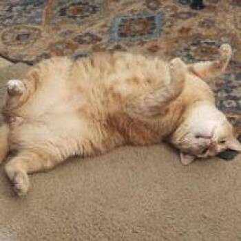 Domestic Short Hair Cats Available for Adoption in Ramona, California - Boo | PetCurious
