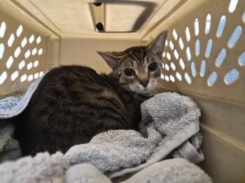 Niles -  Domestic Short Hair Cat for Adoption in New York, New York - Niles | PetCurious